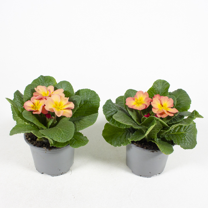 Bild på Krukväxter Primula Mango *10