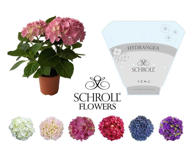 Bild på Hortensia 2-3 GR *8 DK