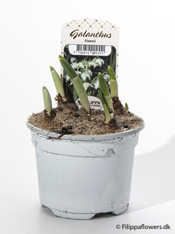 Bild på Galanthus Nirvalis *18