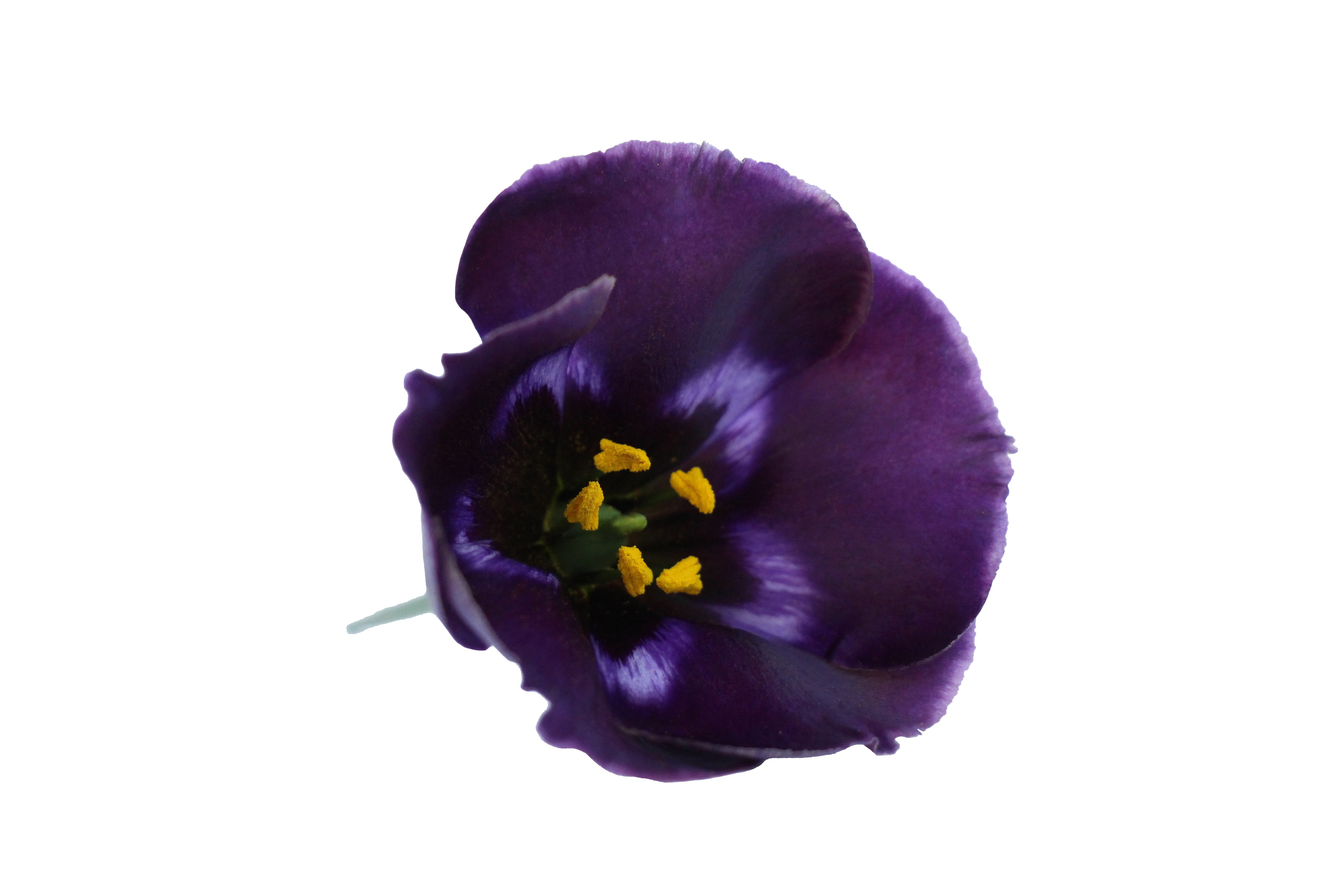 Bild på Lisianthus si Bohemian Black Violet