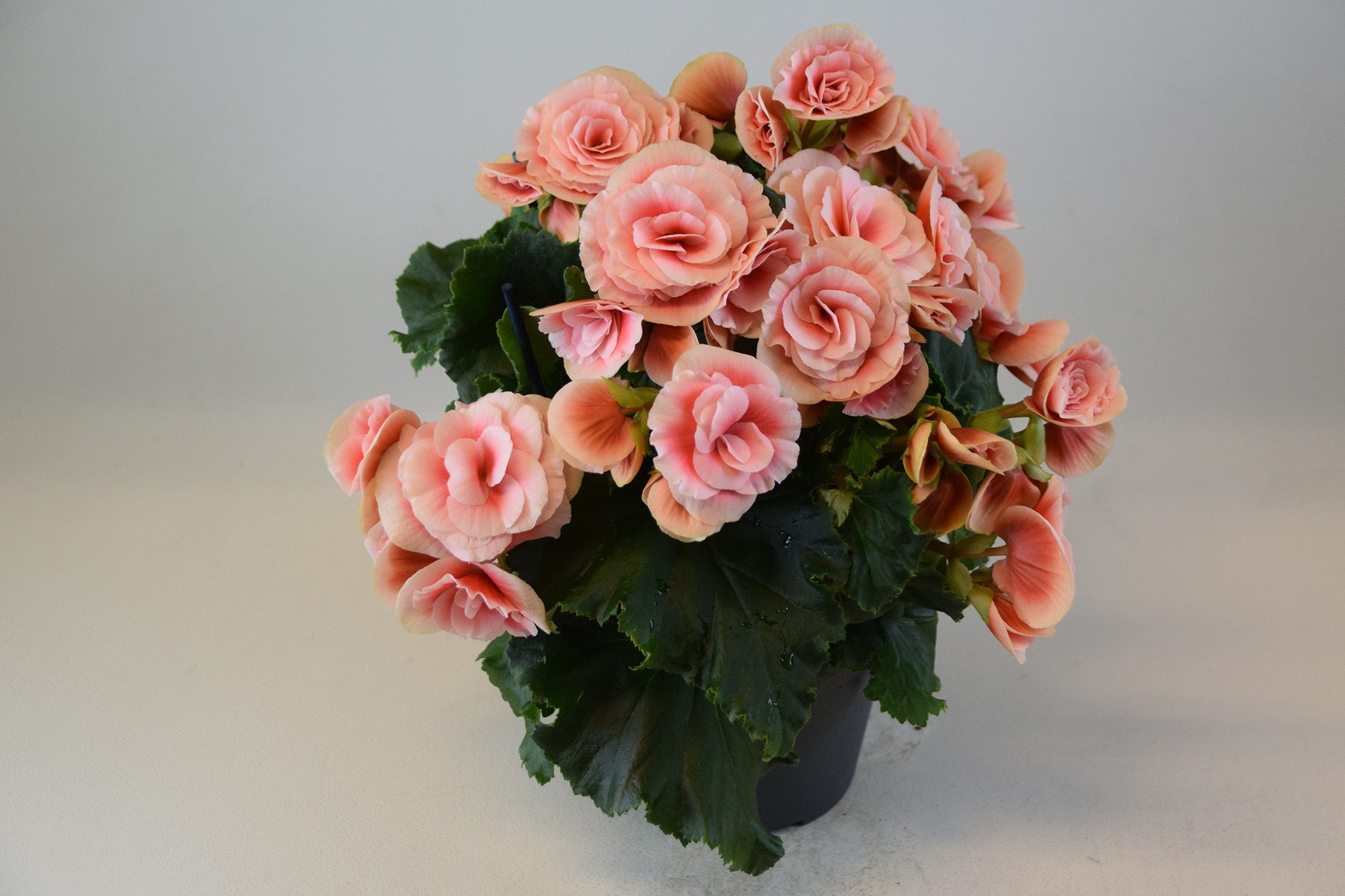 Bild på Begonia Big Flower Borias D12 X 6 Skalleberg