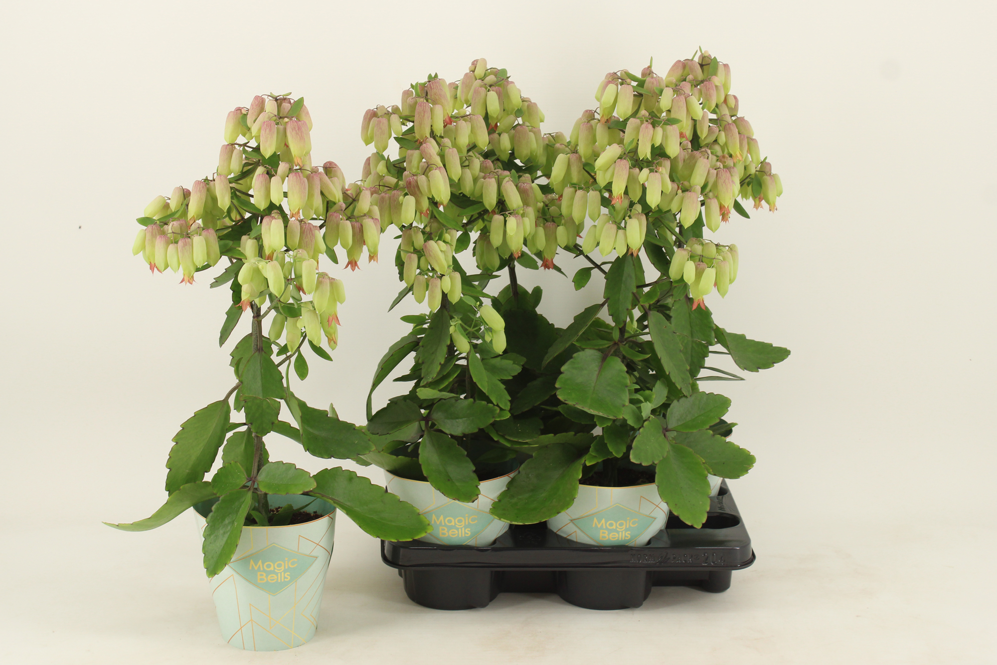 Bild på Krukväxter Kalanchoe Magic Bells *4