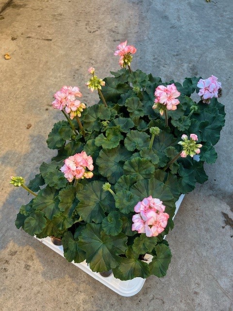 Bild på Pelargon Strawberry Ice D12 X 8 Skalleberg Nyhet!