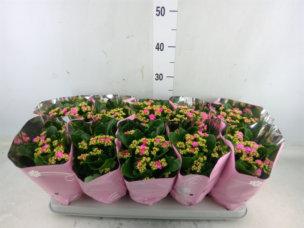 Bild på Kalanchoe Calandiva D12 X 10 Perfecta Pink
