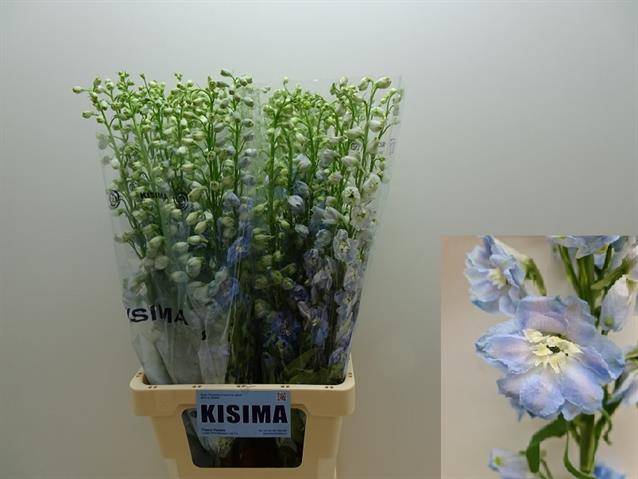 Bild på Delphinium Magic Fountains Skyblue whitebee