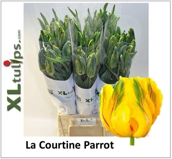 Bild på Tulpaner Franska Papegoj La Courtine Parrot