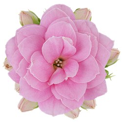 Bild på Kalanchoe Calandiva D10 X 12 Esti Nyhet!