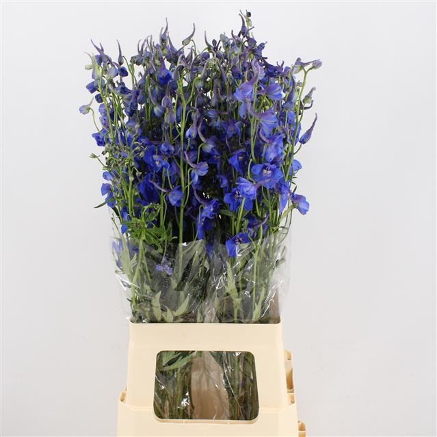 Bild på Delphinium Bella Donna