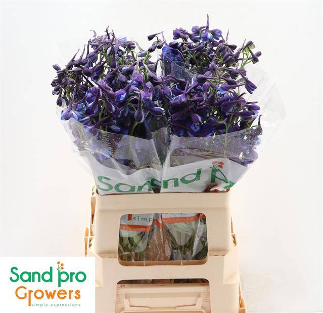 Bild på Delphinium Belladonna