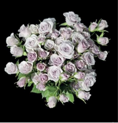 Bild på Kvistros Lavender Queen
