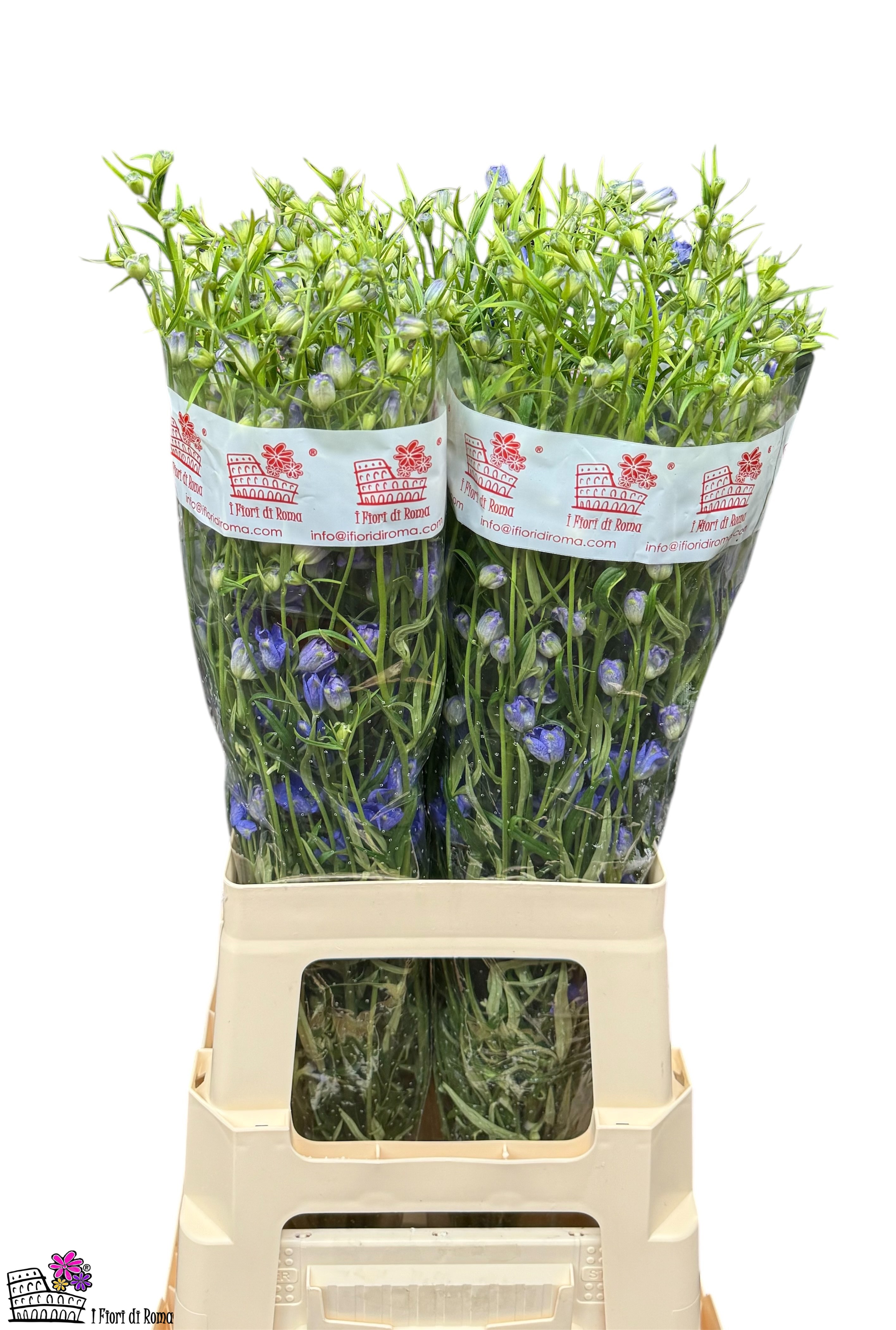 Bild på Delphinium Fashion Blue