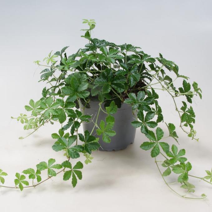 Bild på Krukväxter Cissus Striata *12