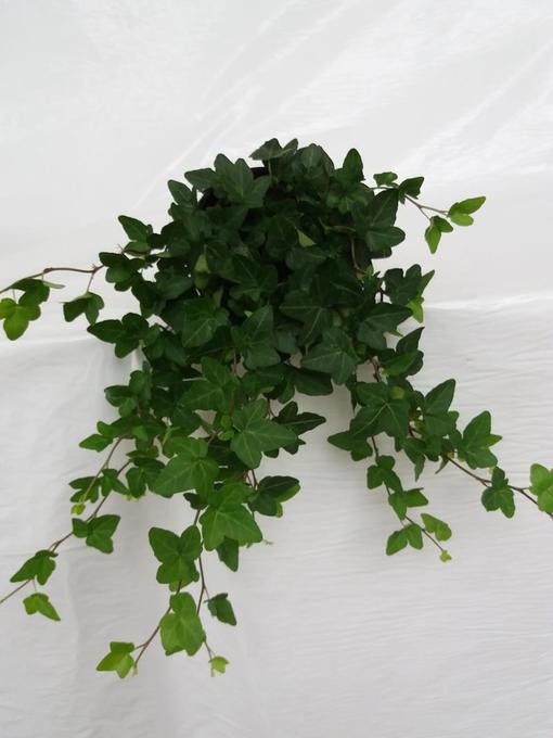 Bild på Krukväxter Hedera Gitte *18