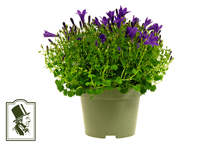 Bild på Krukväxter Campanula Get mee *12