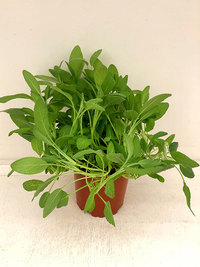 Bild på Krukväxter Salvia *11