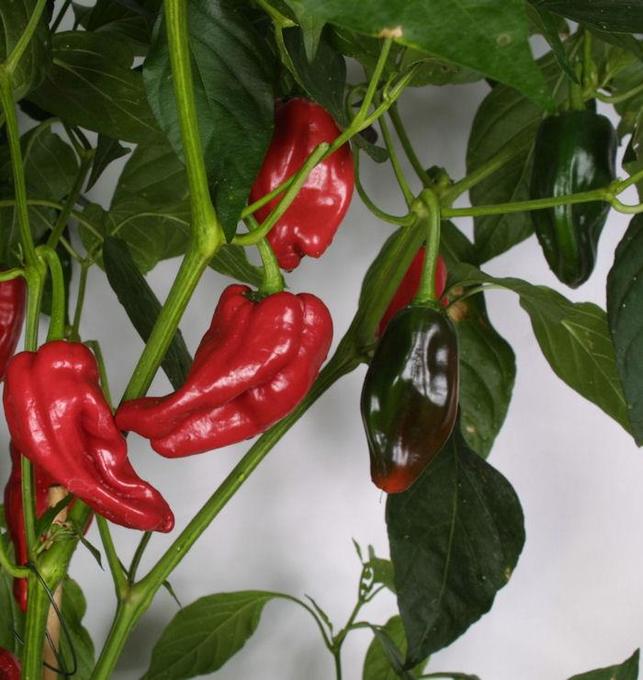 Bild på Chili Plantor D11,5 X 12 Tapas Padron