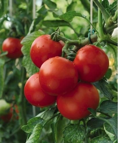 Bild på Tomatplanta D11,5 X 12 Dansk Export