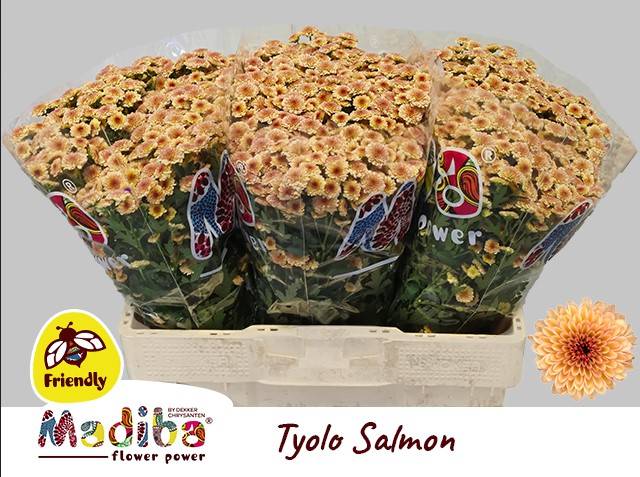 Bild på Chrys. Santini Madiba Salmon Tyolo