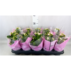 Bild på Kalanchoe Calandiva D12 X 10 Perfecta Pink