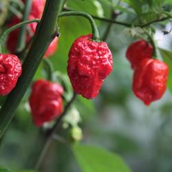 Bild på Chili Plantor D11,5 X 12 Carolina Reaper