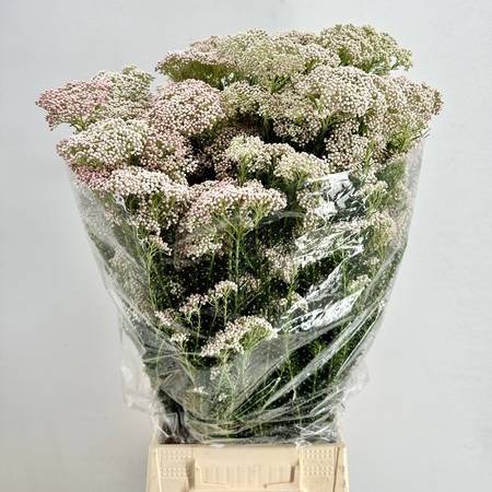 Bild på Risblomma Ozothamnus Cooks Light Pink *1