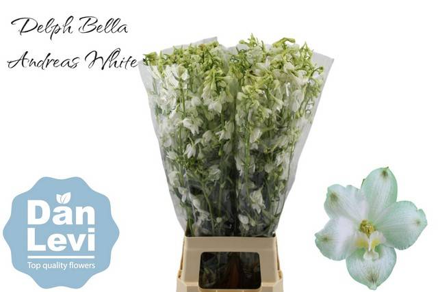 Bild på Delphinium Enkel Bella Andes