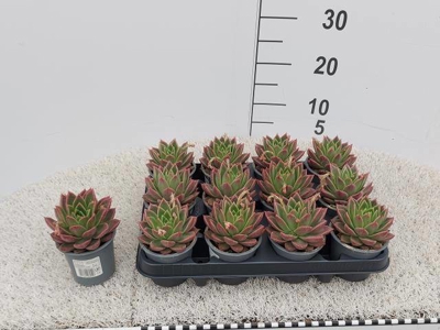 Bild på Krukväxter Echeveria Agavoides *12