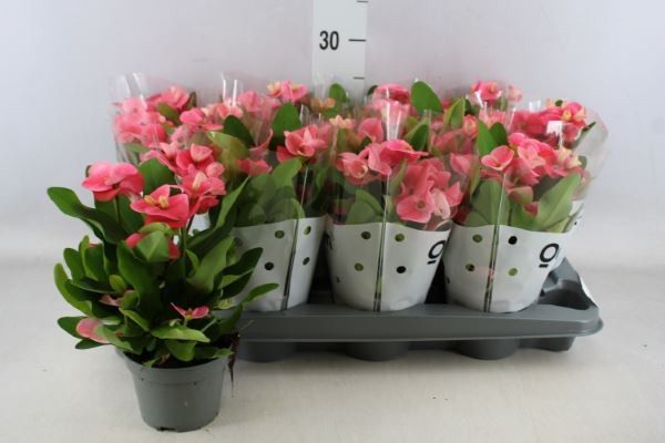 Bild på Krukväxter Euphorbia Milii *12