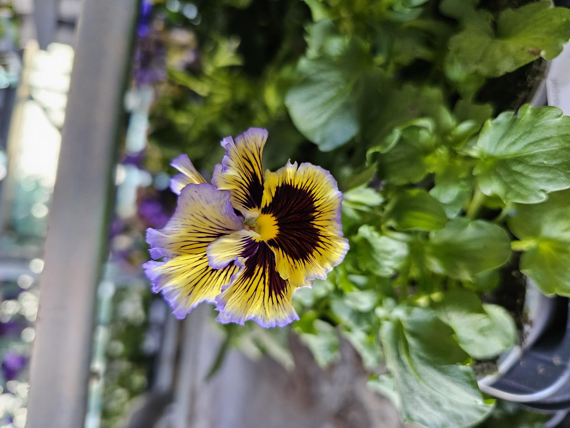 Bild på Krukväxter Penséer Frizzle Sizzle Yellow Blue Swir