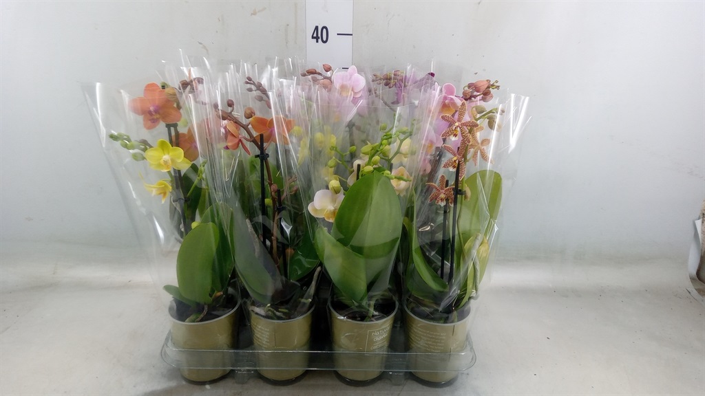 Bild på Phalaenopsis 2Gr D9 X 12 Natural Charm