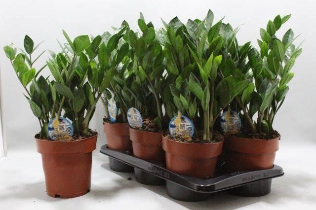 Bild på Garderobsblomma D17 X 6 Zamioculcas