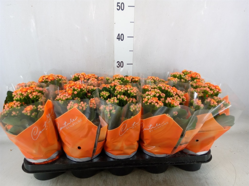 Bild på Kalanchoe Calandiva D12 X 10