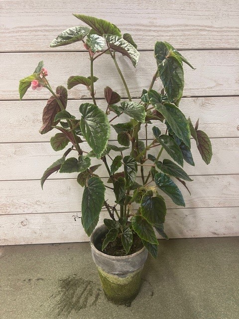 Bild på Begonia D15 X 2 Hybrid Metalica Lerkruka