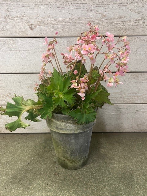 Bild på Begonia D12 X 2 Hybrid Lerkruka