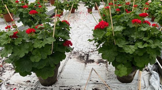 Bild på Pelargon i lerkruka Rosebud X 2 Skalleberg