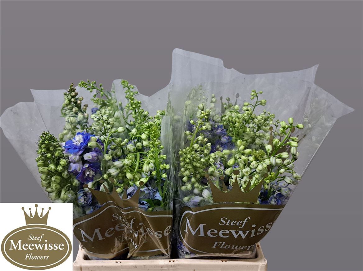 Bild på Delphinium Hybrid