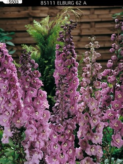 Bild på Krukväxter Delphinium Astolat *14