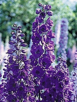 Bild på Krukväxter Delphinium Black Night *14