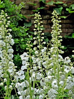 Bild på Krukväxter Delphinium Galahad *14