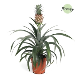 Bild på Krukväxter Ananas Amigo *6