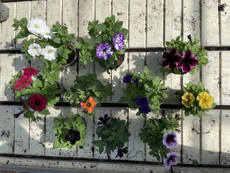 Bild på Krukväxter Petunia *12 Storblommig