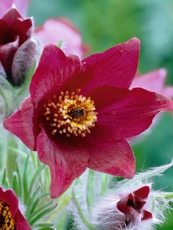 Bild på Krukväxter Pulsatilla Red  *15 Backsippa