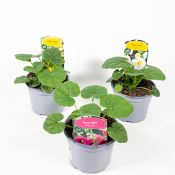Bild på Krukväxter Alcea Rosea *8 Mix Stockros