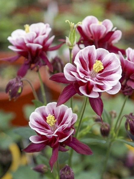 Bild på Krukväxter Aquilegia Winky *8 Dubbel