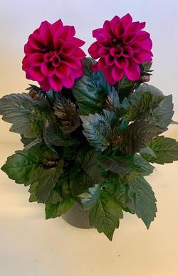 Bild på Krukväxter Dahlia hybrid Dalina   *6