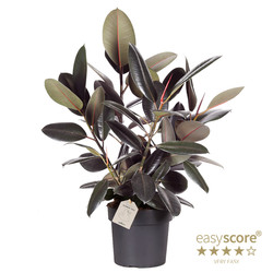 Bild på Krukväxter Ficus Elast. Bourgundy *2