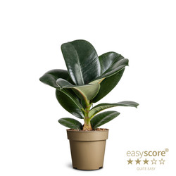 Bild på Krukväxter Ficus Elastica Sofia *14