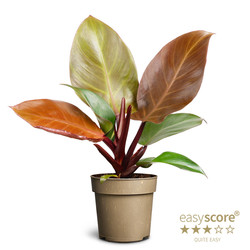 Bild på Krukväxter Philodendron Princess Orange *9