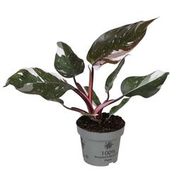 Bild på Krukväxter Philodendron Red *8 Andresoni