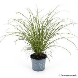 Bild på Krukväxter Carex Brunnea *8